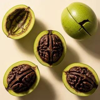 Whole green black walnut hulls — one intact, three cracked open showing the dark walnut inside