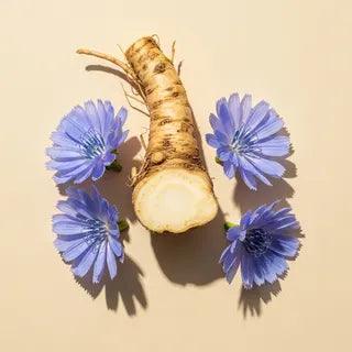 A whole chicory taproot — the source of inulin fiber — surrounded by four bright blue chicory flowers